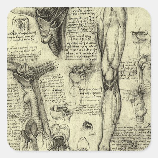 Leonardo da Vinci Menselijke Anatomie Larynxbeen Vierkante Sticker (Voorkant)