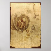 Leonardo Da Vinci - Studie naar de anatomie Poster (Voorkant)