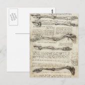 Leonardo da Vinci: Studies of the Arm by the Bicep Briefkaart (Voorkant / Achterkant)
