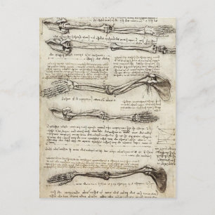 Leonardo da Vinci: Studies of the Arm by the Bicep Briefkaart
