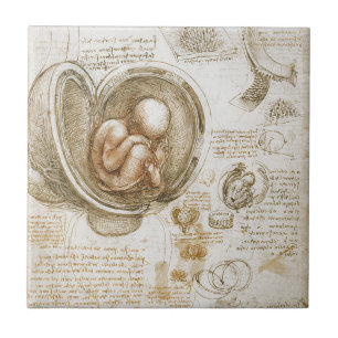 Leonardo da Vinci Studies voor de foetus in de baa Tegeltje
