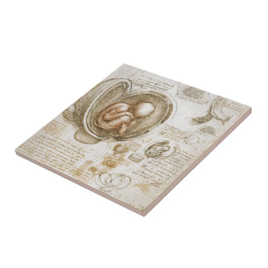 Leonardo da Vinci Studies voor de foetus in de baa Tegeltje (Zijkant)