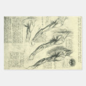 Leonardo da Vinci's arm- en schouderanatomie Inpakpapier Vel (Voorkant 3)