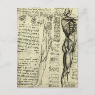Leonardo da Vinci's menselijke anatomie mannelijke Briefkaart