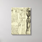 Leonardo da Vinci's menselijke anatomie mannelijke Canvas Afdruk (Voorkant)