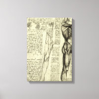 Leonardo da Vinci's menselijke anatomie mannelijke
