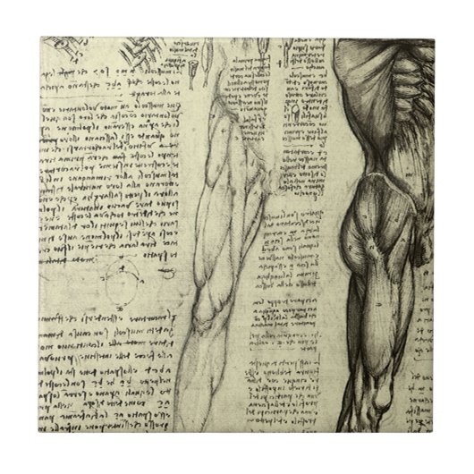 Leonardo da Vinci's menselijke anatomie mannelijke Tegeltje (Voorkant)