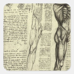 Leonardo da Vinci's menselijke anatomie mannelijke Vierkante Sticker