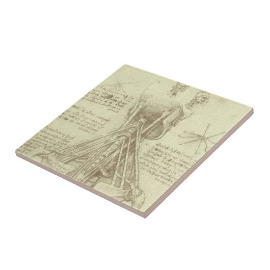 Leonardo da Vinci's menselijke anatomie ruggengraa Tegeltje (Zijkant)