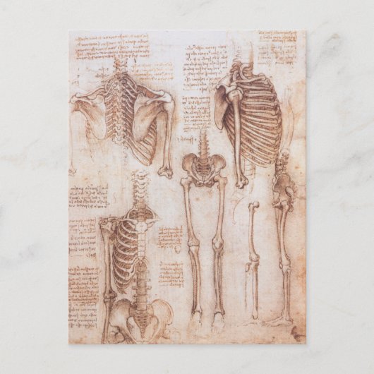 Leonardo da Vinci's menselijke anatomie skelet Bot Briefkaart (Voorkant)