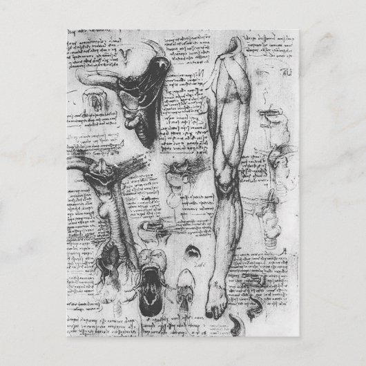Leonardo Vinci- Anatomische studies (larynx & leg) Briefkaart (Voorkant)