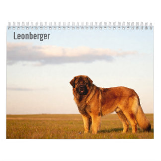 Leonberger 2027 wandkalender kalender