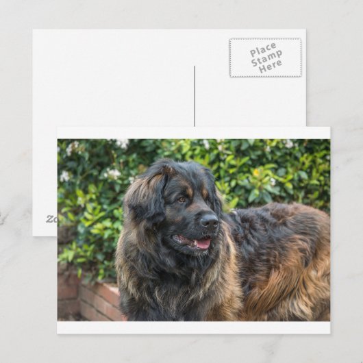 leonberger 3 briefkaart (Voorkant / Achterkant)