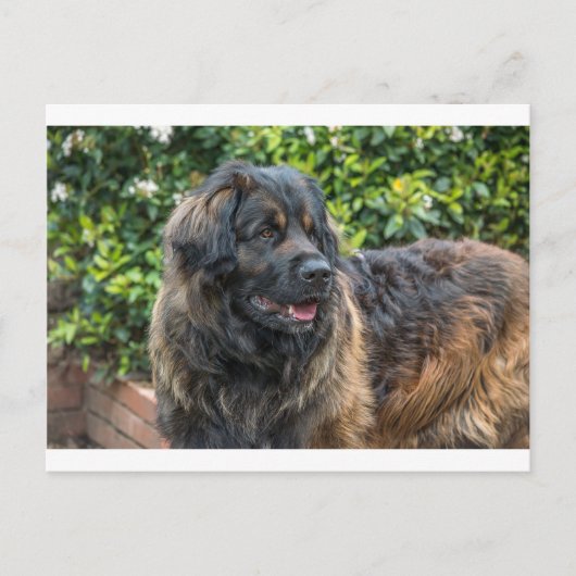 leonberger 3 briefkaart (Voorkant)