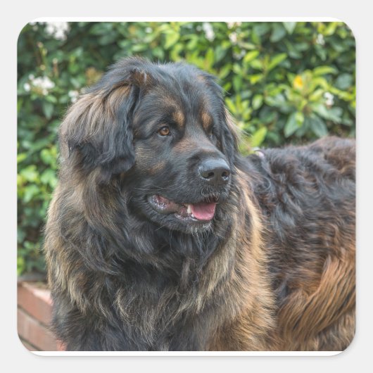 leonberger 3 vierkante sticker (Voorkant)