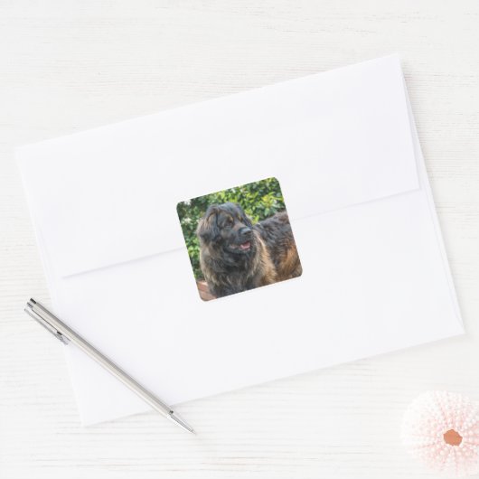 leonberger 3 vierkante sticker (Envelop)
