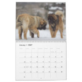 Leonberger Best Friends Kalender (Jan 2027)