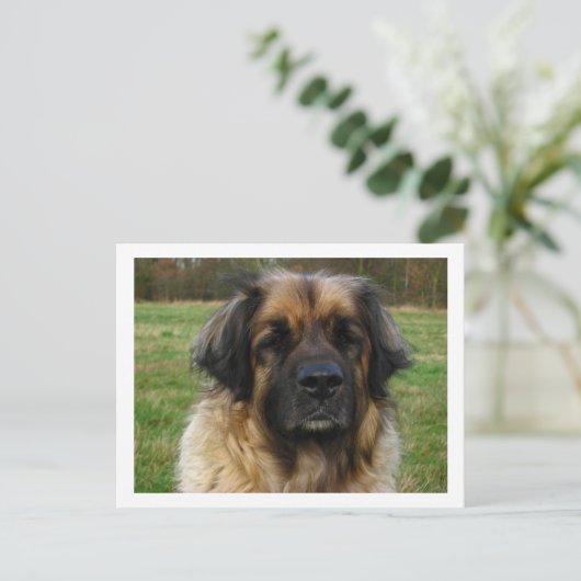 leonberger briefkaart (Staand voorkant)
