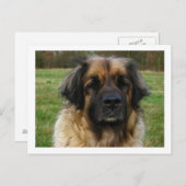 leonberger briefkaart (Voorkant / Achterkant)