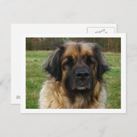 leonberger briefkaart (Voorkant / Achterkant)