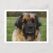 leonberger briefkaart (Voorkant)