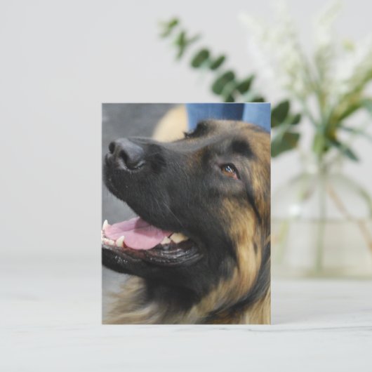 Leonberger Briefkaart (Staand voorkant)