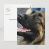 Leonberger Briefkaart (Voorkant / Achterkant)