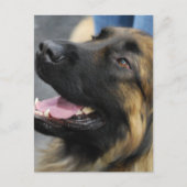 Leonberger Briefkaart (Voorkant)