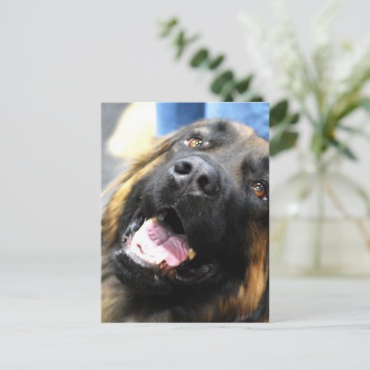 Leonberger Briefkaart (Staand voorkant)