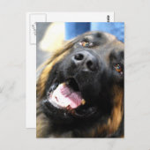 Leonberger Briefkaart (Voorkant / Achterkant)