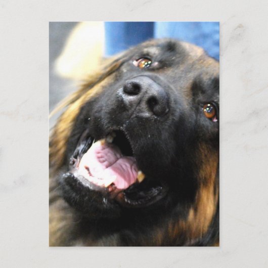 Leonberger Briefkaart (Voorkant)