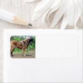 Leonberger-full Etiket (Insitu)