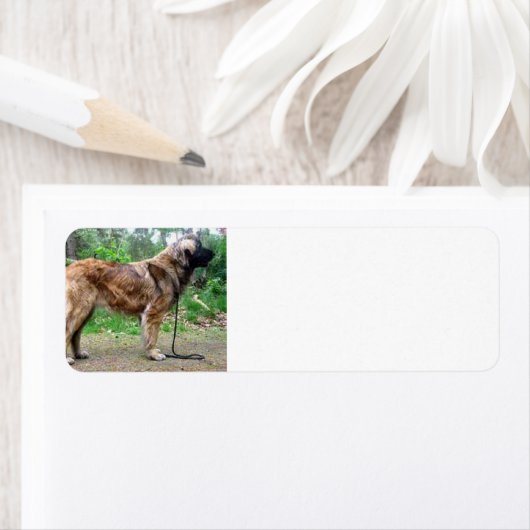 Leonberger-full Etiket (Insitu)