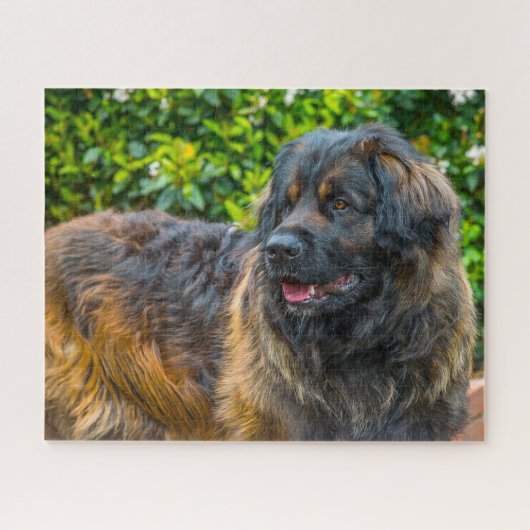 Leonberger Hondenras Jigzaag. Legpuzzel (Horizontaal)