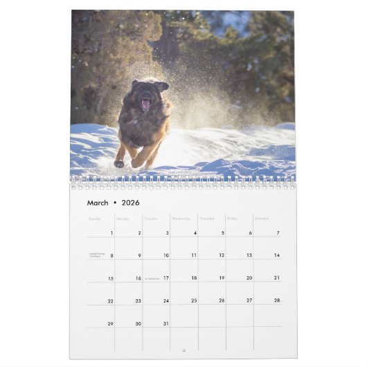 Leonberger Joy Kalender (Mar 2026)