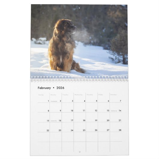 Leonberger Joy Kalender (Feb 2026)