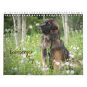 Leonberger Joy Kalender (Hoes)