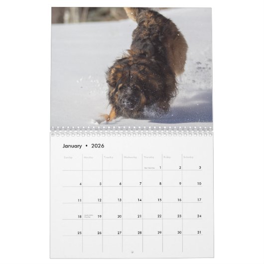 Leonberger Joy Kalender (Jan 2026)