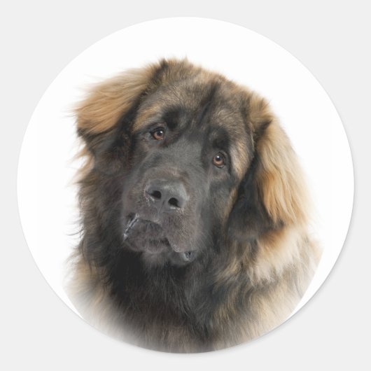 Leonberger Ronde Sticker (Voorkant)