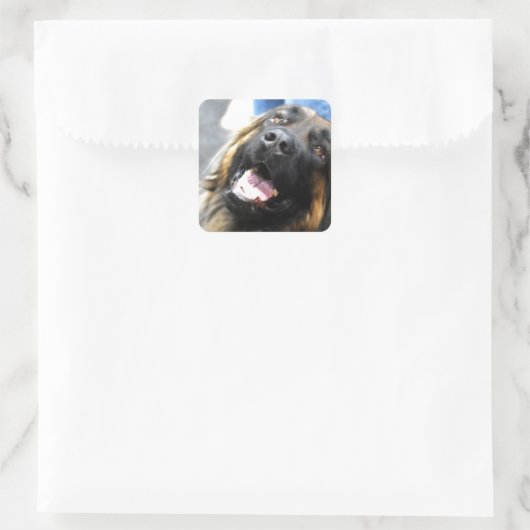 Leonberger Stickers (Tas)