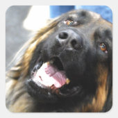 Leonberger Stickers (Voorkant)