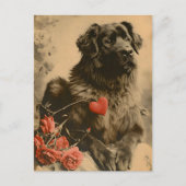 Leonberger Valentijnsdag  Briefkaart (Voorkant)