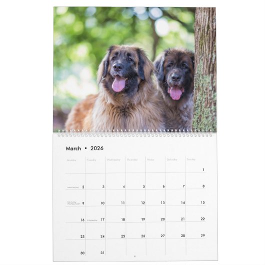 Leonbergers Kalender (Mar 2026)