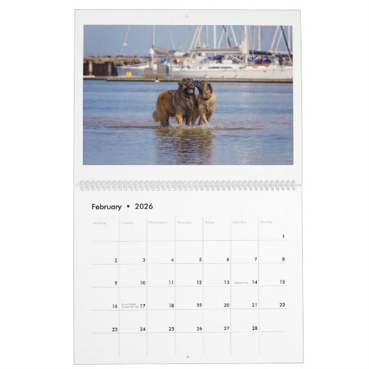 Leonbergers Kalender (Feb 2026)