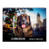 Leonbergers Kalender (Hoes)