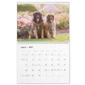 Leonbergers Kalender (Mar 2027)
