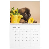 Leonbergers Kalender (Feb 2027)