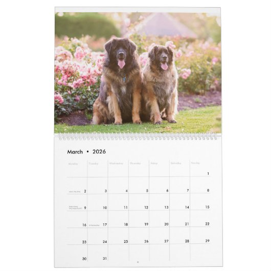 Leonbergers Kalender (Mar 2026)