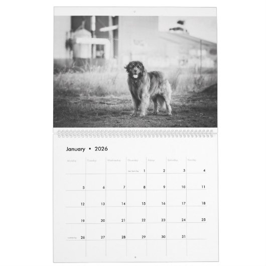 Leonbergers Kalender (Jan 2026)