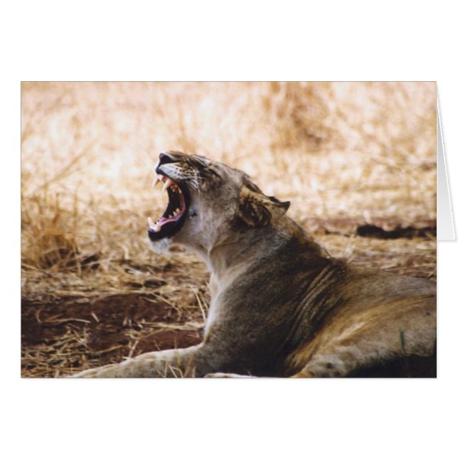 Leoness (Voorkant Horizontaal)